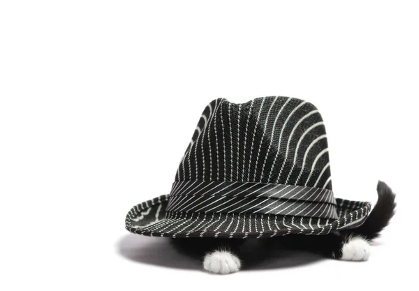 Mały czarny i biały kotek ukrywa się pod czapką na białym tle w izolacji — Zdjęcie stockowe