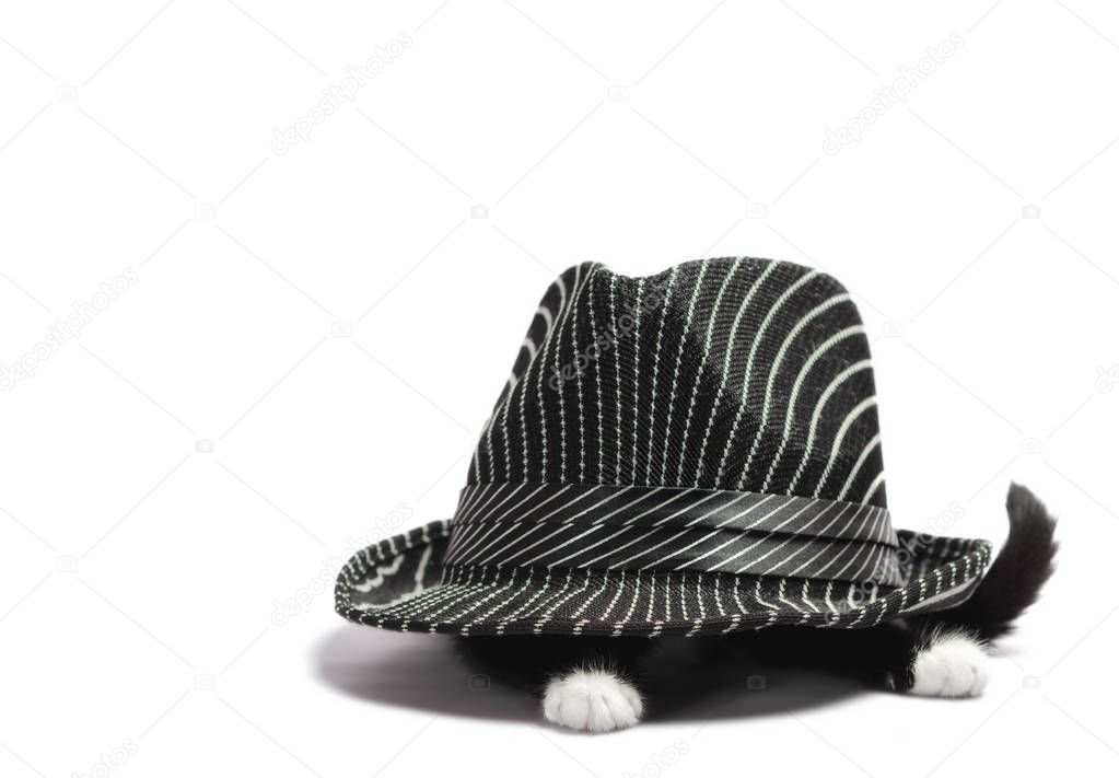 little black and white kitten is hiding under a hat on a white background in isolation
