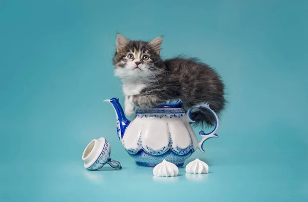 胖胖的小猫坐在棉花糖旁边的瓷壶上 — 图库照片