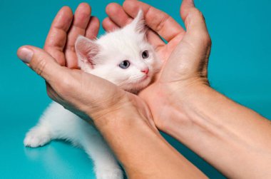 Turkuaz arka planda erkek avuçlarında küçük bir kedi yavrusu.