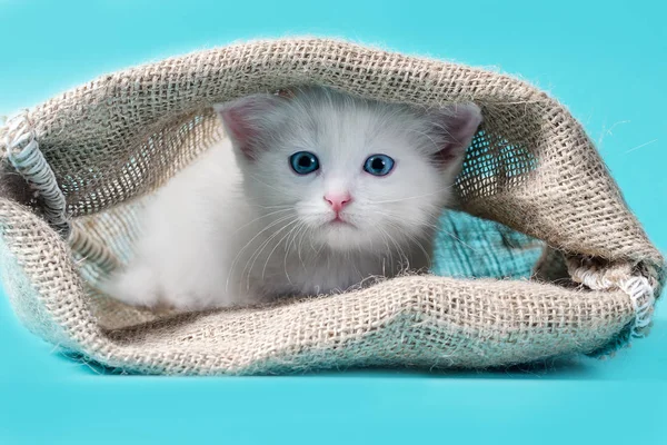 Chaton dans un sac turquoise fond — Photo