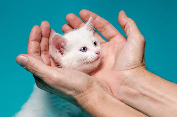 Koťátko v mužských dlaních na tyrkysovém pozadí — Stock fotografie