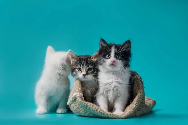 Due gattini a sacco e uno accanto alla borsa su sfondo turchese — Foto Stock