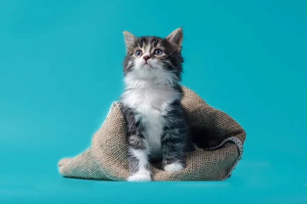 Chaton tabby sort du sac sur un fond turquoise — Photo