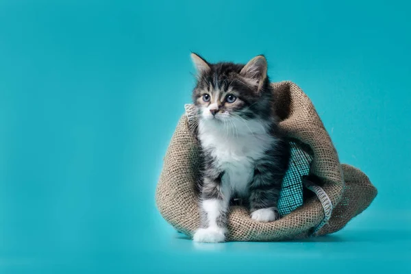 Tabby kotek wychodzi z worka na turkusowym tle — Zdjęcie stockowe