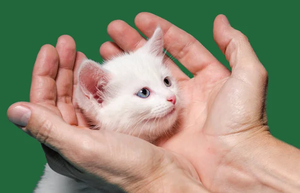 Gattino in palme maschili su sfondo verde — Foto Stock