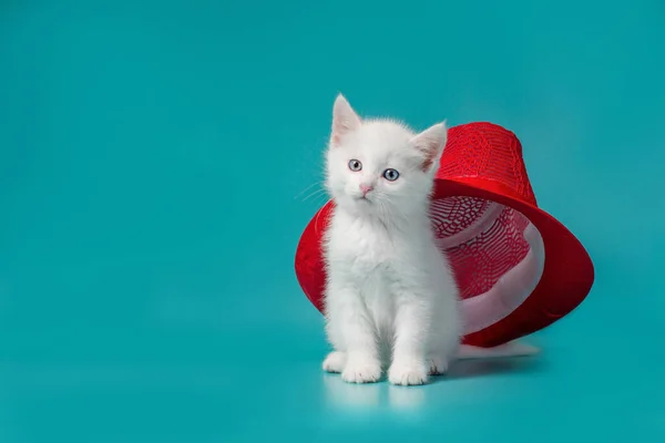 ターコイズ色の背景に赤い夏の帽子の下に白いふわふわの子猫 — ストック写真