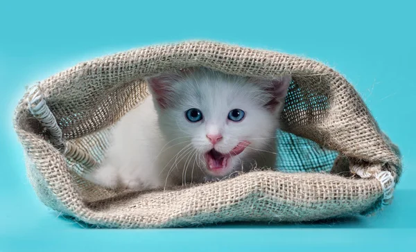 Kitten in a sack licks itself at turquoise background — ストック写真