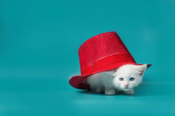蓝绿色背景的红色夏帽下的白色绒毛小猫 — 图库照片