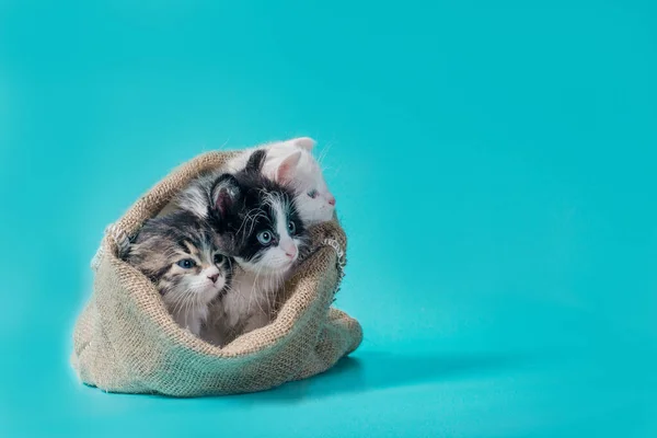 Trois chatons dans un sac sur fond turquoise — Photo