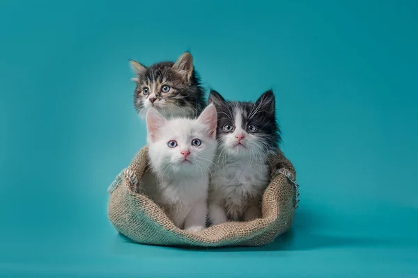 Trois chatons dans un sac sur fond turquoise — Photo