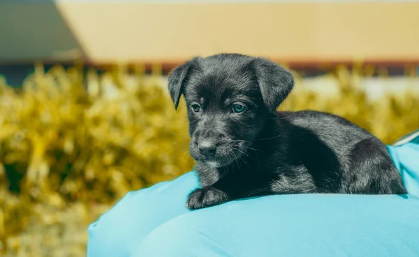 Cachorro Rafeiro Preto Coloca Colo Homem Calças Azuis — Fotografia de Stock