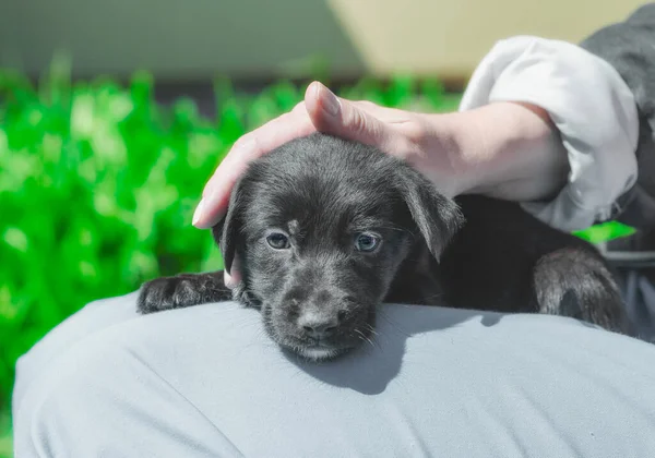 Mão Feminina Acariciando Cachorro Preto Cabeça — Fotografia de Stock