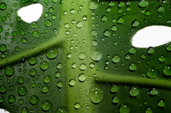 Grünes Blatt Einer Pflanze Mit Tautropfen Detail Makro Nahaufnahme — Stockfoto