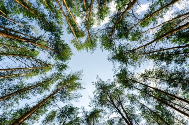 Ormandaki yüksek çam ağaçlarının alttaki görüntüsü gökyüzüne ve bulutlara karşı doğa arka planı