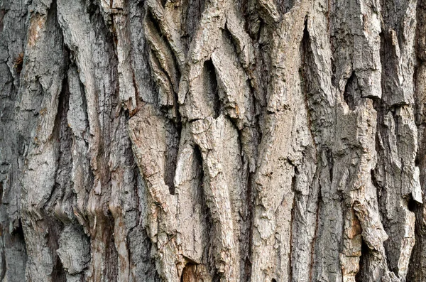 Стовбур Старої Текстури Фону Дерева Крупним Планом — стокове фото