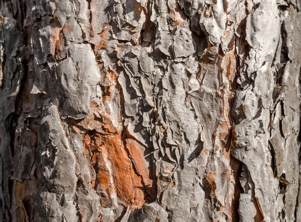 Стовбур Старої Текстури Фону Дерева Крупним Планом — стокове фото