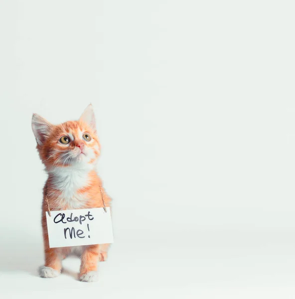Gyömbér Cica Egy Jel Adoptálni Engem Nyakán Néz Fel Egy — Stock Fotó