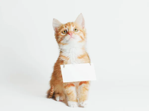 Ginger Kitten Blank Sign His Neck Looks Light Background — Stock Photo, Image