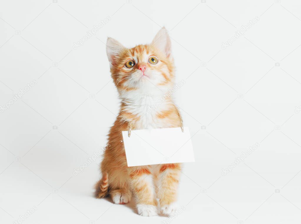 ginger kitten with blank sign on his neck looks up on a light background