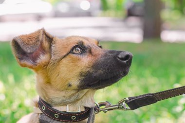 Tasmalı bir köpek yavrusu. Yazın güneşli bir günde sokakta yürür ve yukarı bakar.