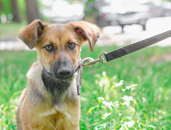 Tasmalı bir köpek yavrusu. Yazın güneşli bir günde sokakta yürüyor.