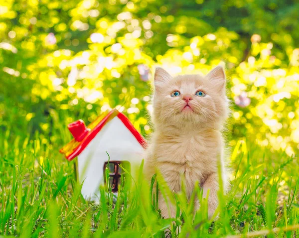 Gingerly Red Kitten Green Grass Next Toy House Red Roof — Stock Photo, Image