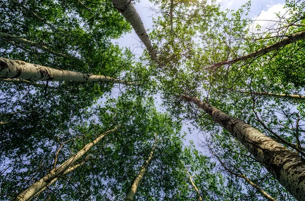 Vista Inferior Árboles Altos Bosque Contra Cielo Las Nubes Naturaleza —  Fotos de Stock