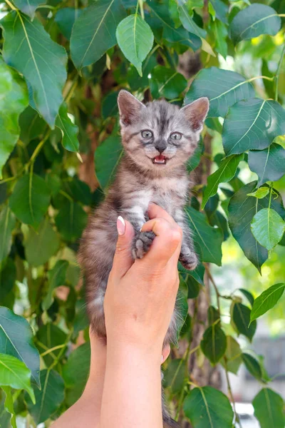 Removing Tabby Screaming Kitten Tree — Stock Photo, Image