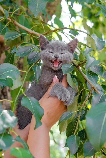 Removing Blue Screaming Kitten Tree — Stock Photo, Image