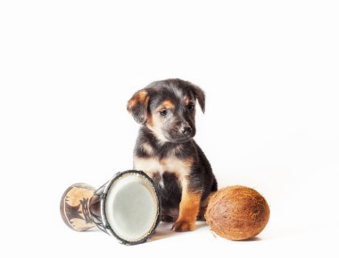 Afrika davulu ve hindistan cevizli siyah ve esmer köpek yavrusu.