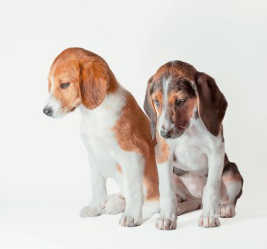 two estonian hound puppies are sad on a white background clipart