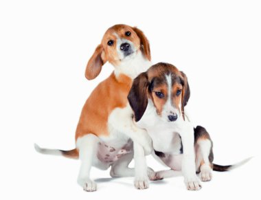 two estonian hound puppies play on a white background clipart