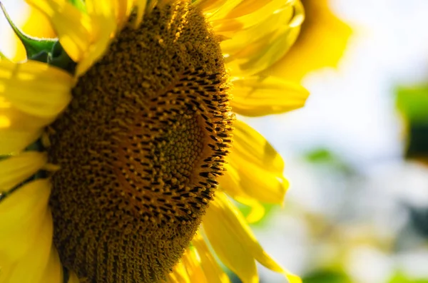 Girasole Maturo Con Foglie Gialle Primo Piano Fattoria Sfondo Raccolto — Foto Stock