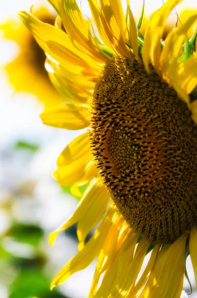 Girasole Maturo Con Foglie Gialle Primo Piano Fattoria Sfondo Raccolto — Foto Stock