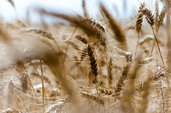 Spikelets Vete Fältet Närbild Gård Bakgrund — Stockfoto