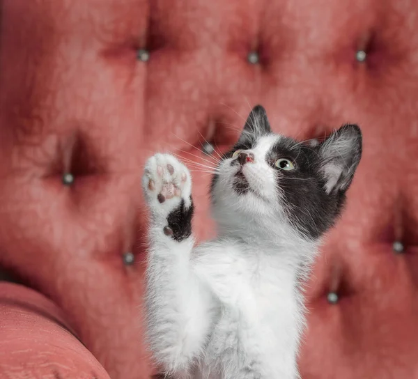 Black White Outbred Kitten Sitting Red Armchair Raised His Paw — Stock Photo, Image