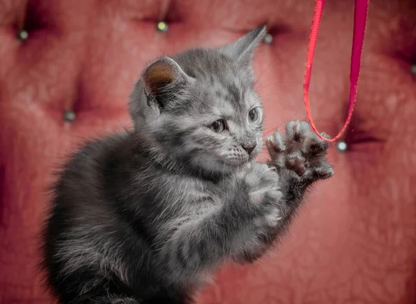 赤いソファの上のグレーの繁殖子猫はリボンで遊んでいます — ストック写真