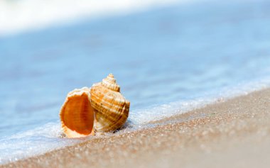 Mısır 'da insan olmayan bir plajın kumsalında deniz kabuğu. Sharm El Sheikh.