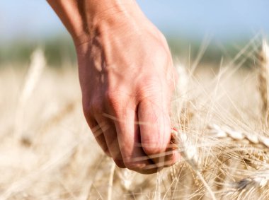 dişi parmaklar buğday dikenlerine dokunuyor.