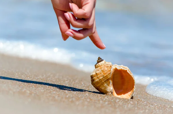 Dedo Mão Fêmea Aponta Para Concha Surf Praia Egito — Fotografia de Stock