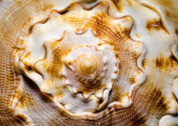Large Ocean Shell Pattern Detail Close — Stock Photo, Image