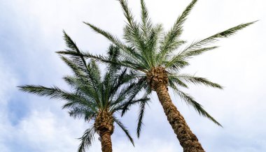 Alt görünüm uzun palmiye ağaçları tropikal arkaplan