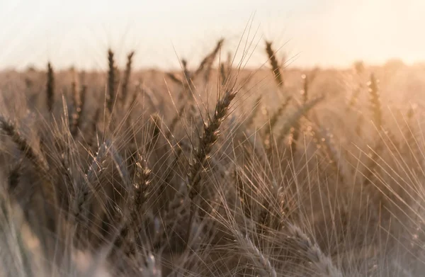 Spikelets Vete Vid Solnedgången Suddig Natur Bakgrund Skörd — Stockfoto