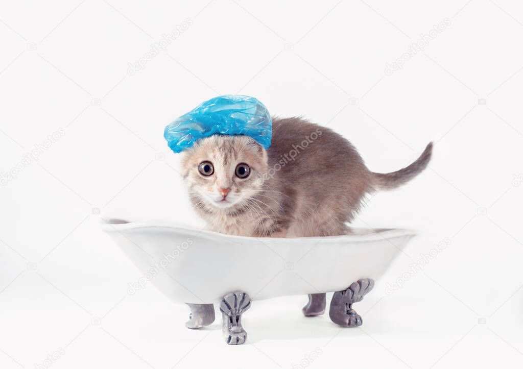 grooming gray kitten in a blue shower cap scared in a toy white ceramic bath on silver legs