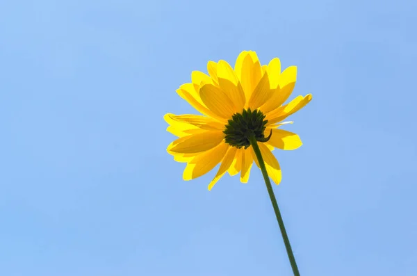 Fiore Giallo Estivo Uno Sfondo Cielo Blu — Foto Stock