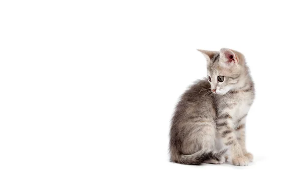 Petit Chaton Gris Isolé Sur Fond Blanc Studio Tourné — Photo