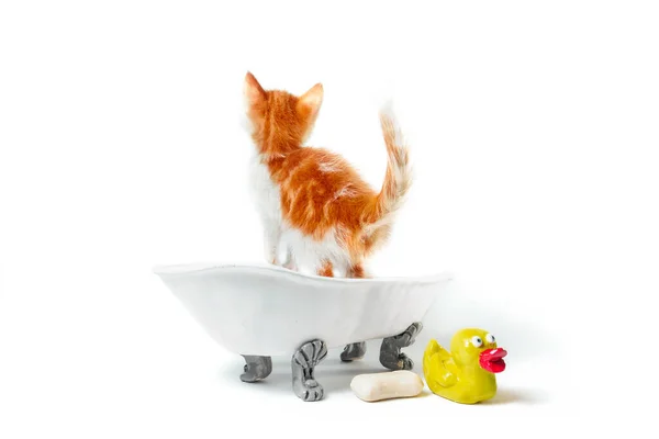 一只小生姜小猫在一个老式浴池里 一只黄鸭在一个白色背景的孤立的工作室拍摄 — 图库照片