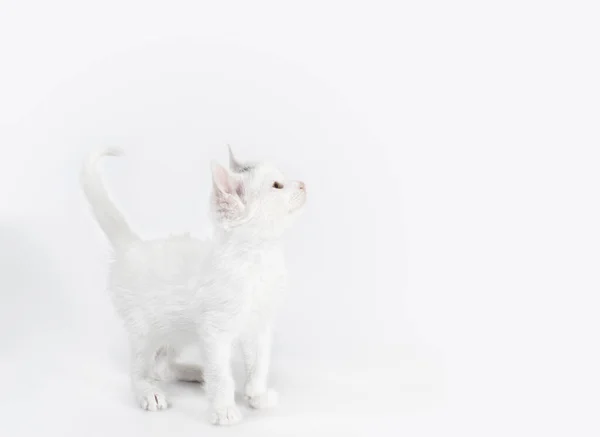 Weiße Kleine Verspielte Kätzchen Auf Hellem Hintergrund Isoliert Studioaufnahme — Stockfoto