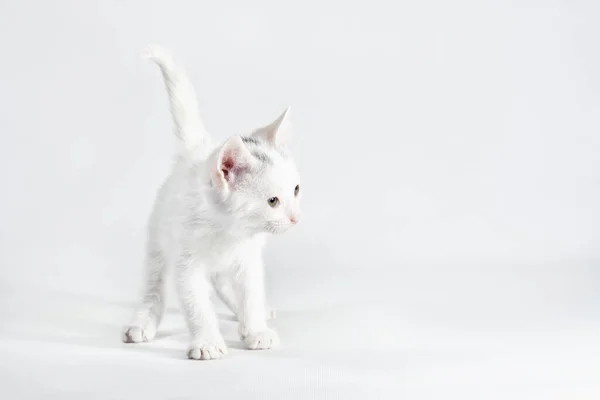 Bianco Piccolo Gattino Giocoso Uno Sfondo Leggero Isolato Studio Girato — Foto Stock